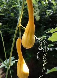 吃瓜创可贴,趣味创意，守护你的生活小确幸