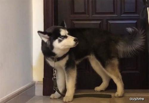 哈士奇看热闹吃瓜,萌态十足引网友热议